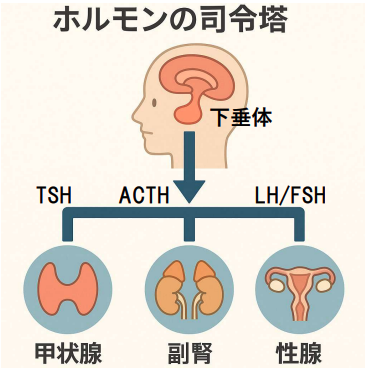 ホルモンの司令塔