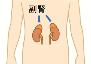 副腎