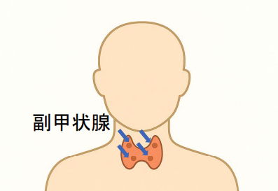 副甲状腺
