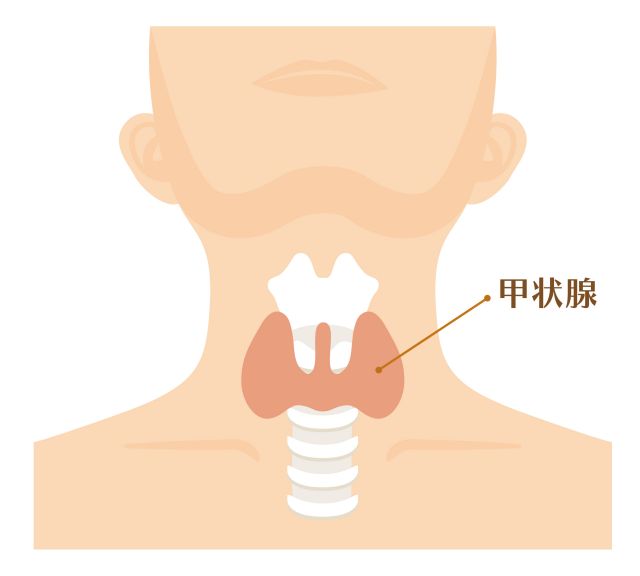 甲状腺のイラスト